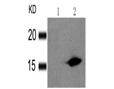 兔抗H2AFX (Phospho-Ser139)多克隆抗体  