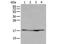 兔抗H2BC11多克隆抗体 