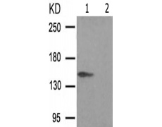 兔抗PTPRC(Phospho-Ser1007) 多克隆抗体 