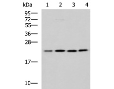 兔抗MRPL40多克隆抗体