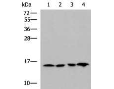 兔抗MRPL42多克隆抗体