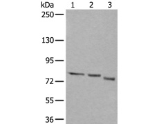 兔抗QSOX1多克隆抗体