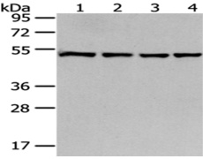 兔抗MRPS30多克隆抗体
