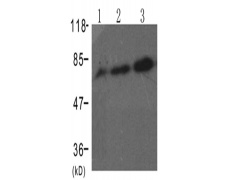 兔抗RAF1 (Phospho-Ser338)多克隆抗体 