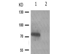 兔抗RAF1(Phospho-Ser296) 多克隆抗体 