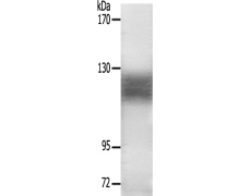 兔抗EPHA2/3/4(Ab-588/596) 多克隆抗体
