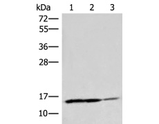 兔抗H3-3B多克隆抗体