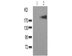 兔抗ERBB3 (phospho-Tyr1328)多克隆抗体