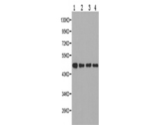 兔抗RBBP4多克隆抗体 