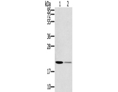 兔抗RBBP9多克隆抗体 
