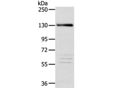 兔抗RBL2多克隆抗体