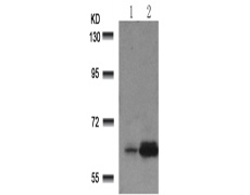 兔抗RELA (Phospho-Ser529)多克隆抗体 