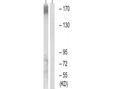 兔抗MUC1(Phospho-Tyr1229)多克隆抗体