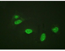 兔抗ETS1(Phospho-Thr38) 多克隆抗体