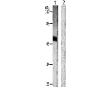 兔抗ETS1(Phospho-Thr38) 多克隆抗体