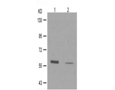 兔抗MYC(Phospho-Ser373)多克隆抗体