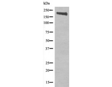 兔抗RET(Phospho-Tyr905)多克隆抗体 