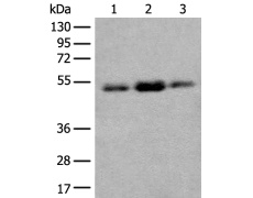 兔抗FAM98A多克隆抗体