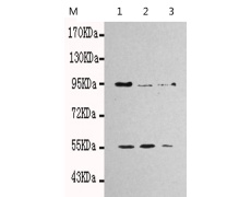 小鼠抗NUP98单克隆抗体