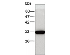 小鼠抗ERP29单克隆抗体  
