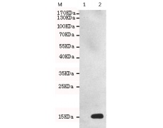 小鼠抗H2AX(Phospho-Ser139)单克隆抗体