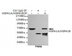 小鼠抗HSPA1A/HSPA1B(C-term)单克隆抗体  