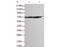 小鼠抗HSPA1A/HSPA1B(C-term)单克隆抗体  