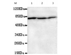 小鼠抗HSPA1A/HSPA1B(N-term)单克隆抗体   