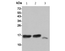 小鼠抗MAP1LC3A/MAP1LC3B单克隆抗体  