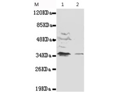 小鼠抗NFKBIA(N-term)单克隆抗体