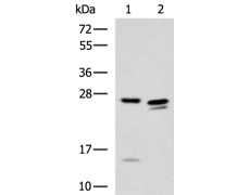 兔抗H1-6多克隆抗体 
