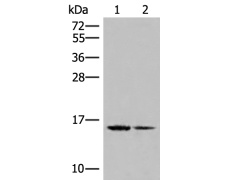兔抗H2BC15多克隆抗体