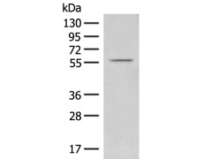 兔抗FAM155B多克隆抗体
