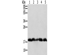 兔抗PTRH2多克隆抗体 