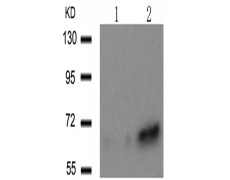 兔抗PXN (Phospho-Tyr31)多克隆抗体 