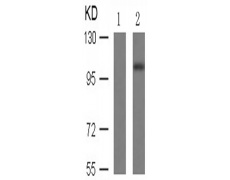 兔抗RB1 (Phospho-Ser807)多克隆抗体  