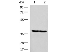 兔抗RBM4多克隆抗体