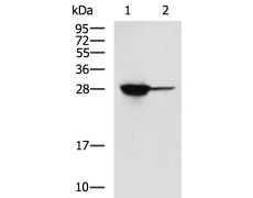 兔抗FKBP3多克隆抗体