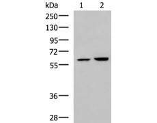 兔抗FKBP4多克隆抗体