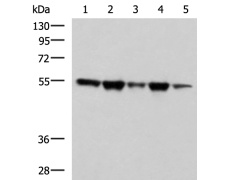 兔抗FKBP5多克隆抗体