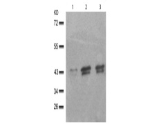 兔抗MAPK1 MAPK3 (Phospho-Thr185 202)多克隆抗体