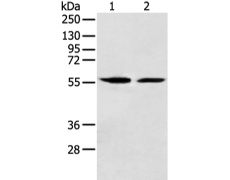 兔抗FMO5多克隆抗体