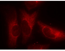 兔抗YWHAZ (Phospho-Ser58)多克隆抗体