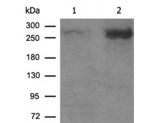兔抗MTOR(Phospho-Ser2448)多克隆抗体