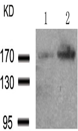 兔抗EGFR (Phospho-Thr693) 多克隆抗体