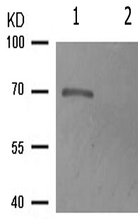 兔抗EZR(Phospho-Tyr478) 多克隆抗体