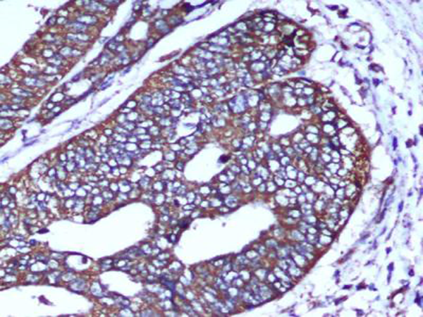 小鼠抗COX4I1单克隆抗体   