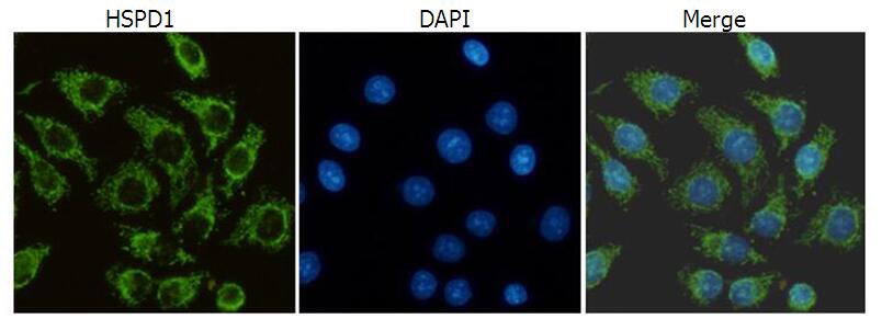 小鼠抗HSPD1单克隆抗体 