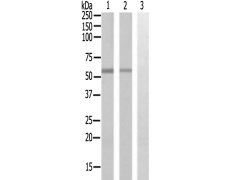 兔抗HSPBAP1多克隆抗体