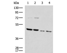 兔抗HTRA2多克隆抗体